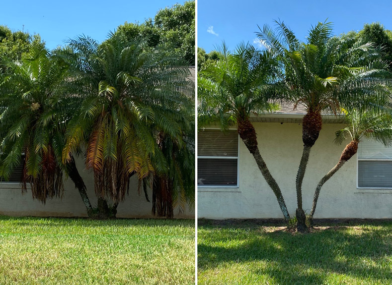 Tree Care Services Port St Lucie
